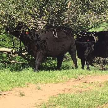Pleasanton Ridge Regional Park - Cows being fat and happy - Parks Near Me - Pleasanton, California