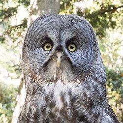 CuriOdyssey - See our great gray owl, Faora, in CuriOdyssey's Walk-through aviary.