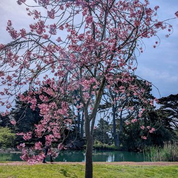 Metson Lake - full bloom today, cherry blossom tree - Lakes Near Me Metson Lake - full bloom today, cherry blossom tree - Lakes Near Me