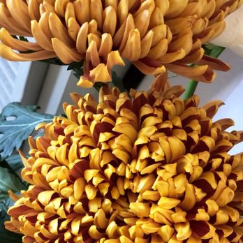Matilda's Bloombox - Florists Near Me - San Francisco, California Matilda's Bloombox - Florists Near Me - San Francisco, California