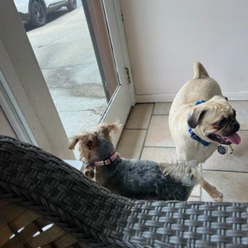 Dogs World Grooming - My silky terrier and chug freshly groomed - Pet Groomers Near Me - Yonkers, New York Dogs World Grooming - My silky terrier and chug freshly groomed - Pet Groomers Near Me - Yonkers, New York