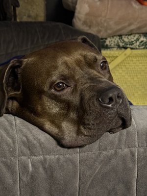 K-9 Stray Rescue League