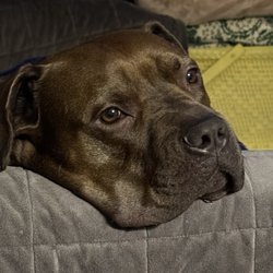 K-9 Stray Rescue League
