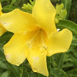 Hamrick Butterfly Garden