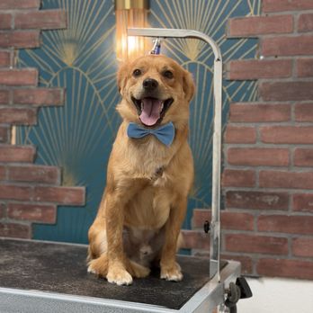 Wicked Wagz Grooming Studio - Pet Groomers Near Me - Los Angeles, California