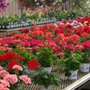 Photo of Hartman's Towne & Country Greenhouse