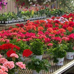 Hartman's Towne & Country Greenhouse