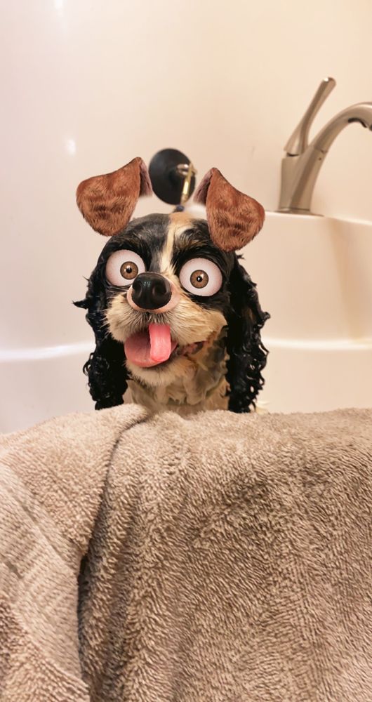 TOP DOG GROOMING 1467 Photos & 42 Reviews 402 W Grand Pkwy S, Katy