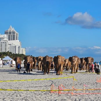 The Great Elephant Migration - The Great Elephant Migration on the beach behind Faena Hotel in Miami Beach. - Public Art Near Me - Miami Beach, Florida The Great Elephant Migration - The Great Elephant Migration on the beach behind Faena Hotel in Miami Beach. - Public Art Near Me - Miami Beach, Florida