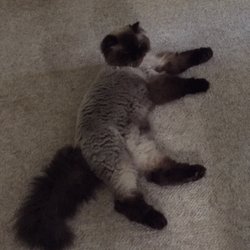 Reigning Cats & Dogs - My Himalayan cat two months into his grooming. His fur is like velvet.