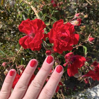 Lee’s Nails & Spa - I passed by flowers that perfectly matched my new color on the way home! #635 "Burgundy Mist" from the color samples. - Nail Salons Near Me - Castro Valley, California Lee’s Nails & Spa - I passed by flowers that perfectly matched my new color on the way home! #635 "Burgundy Mist" from the color samples. - Nail Salons Near Me - Castro Valley, California