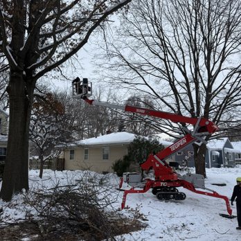Arbor Pro Tree Service - Winter Oak Pruning in action! - Tree Services Near Me - Moline, Illinois