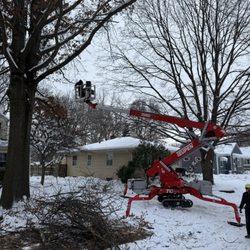 Arbor Pro Tree Service - Winter Oak Pruning in action!