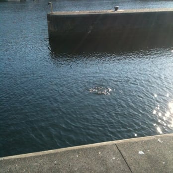 Hiram M Chittenden Locks - Landmarks & Historical Buildings Near Me - Seattle, Washington