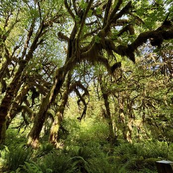 Hoh Rainforest - Hiking Near Me - Forks, Washington Hoh Rainforest - Hiking Near Me - Forks, Washington