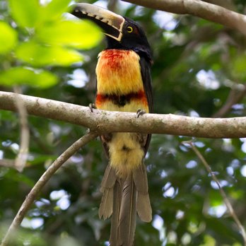 Contoy Excursions - Collared Aracari - Tours Near Me - Cancún, ROO