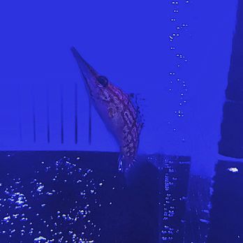 Richmond Aquarium - Aquarium Services Near Me - NORTH CHESTERFIELD, Virginia Richmond Aquarium - Aquarium Services Near Me - NORTH CHESTERFIELD, Virginia