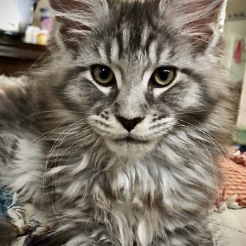 Kittens Up - So playful, affectionate and loving! - Pet Breeders Near Me - Pembroke Pines, Florida Kittens Up - So playful, affectionate and loving! - Pet Breeders Near Me - Pembroke Pines, Florida