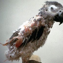 Poor sick bird Poor sick bird
