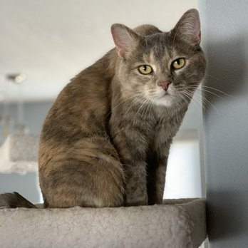 Forever Friend Pet Services - Her name is Monster but she sure is love-bug! - Dog Walkers Near Me Forever Friend Pet Services - Her name is Monster but she sure is love-bug! - Dog Walkers Near Me