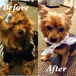 Mountain Way Grooming - Puppy cut to beat the summer heat. Thanks Marnie and Mountain Way Grooming!
