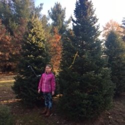 Christmas Treeland