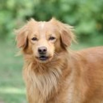 California Dog University - Train for Search and Rescue - Pet Training Near Me California Dog University - Train for Search and Rescue - Pet Training Near Me