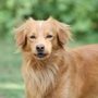 Photo of California Dog University