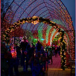 Blossoms of Light - 'Tunnel Vision', Bob Reed / Alpine Images