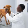 Photo of CORE Veterinary Surgical Clinic
