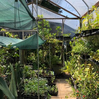 Zone 9 Tropicals - Zone 9 tropicals - Nurseries & Gardening Near Me - Houston, Texas Zone 9 Tropicals - Zone 9 tropicals - Nurseries & Gardening Near Me - Houston, Texas