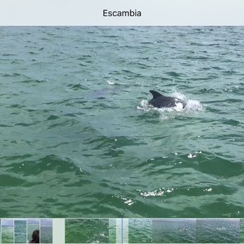 Premier Dolphin Cruise - Boating Near Me - Pensacola Beach, Florida Premier Dolphin Cruise - Boating Near Me - Pensacola Beach, Florida