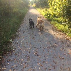 Mannered Mutts Dog Services