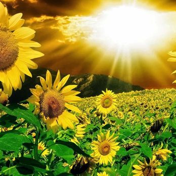 Aurora Light Life - Happiness Circle - Life Coach Near Me - Tampa, Florida Aurora Light Life - Happiness Circle - Life Coach Near Me - Tampa, Florida