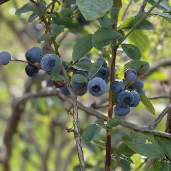 The Sanctuary Blueberry Farm - blueberries growing on a tree - Fruits & Veggies Near Me - Montgomery, Texas