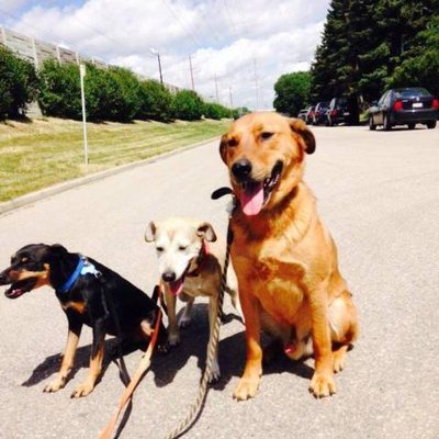 ramble on dog walking