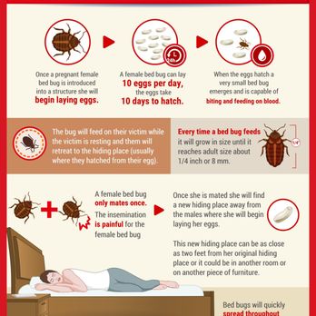 Texas Bed Bug Heat Treatment - Infographic about how bed bugs spread - Pest Control Near Me Texas Bed Bug Heat Treatment - Infographic about how bed bugs spread - Pest Control Near Me