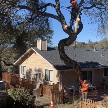 Rodriguez Tree Service - Tree Services Near Me
