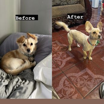Pet Grooming By Melissa - Dog - Pet Groomers Near Me - South Gate, California Pet Grooming By Melissa - Dog - Pet Groomers Near Me - South Gate, California