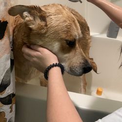 Shay’s Dog Grooming