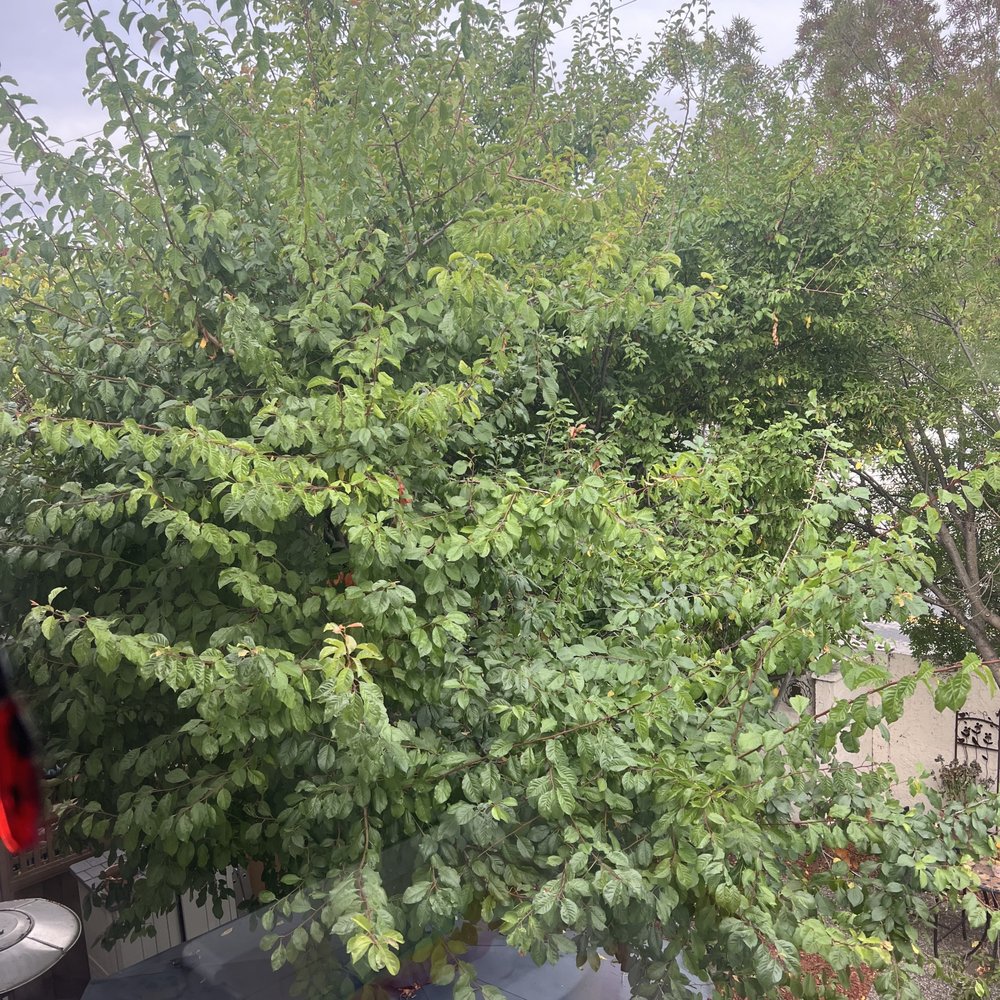 4 Seasons Tree Services - Before - Tree Services Near Me
