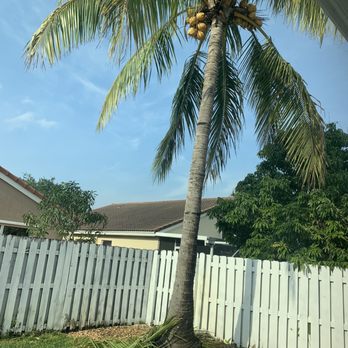 Big Dawg's Tree Service - Before clean up. - Tree Services Near Me - Miami, Florida