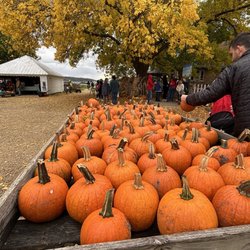 Treinen Farm Corn Maze and Pumpkin Patch - Pumpkins galore!