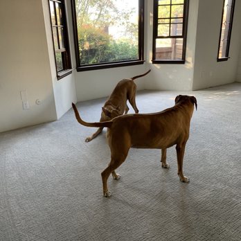 Tri-City Carpet - Our dogs love their new Faux Paw carpet! - Carpeting Near Me - Vista, California Tri-City Carpet - Our dogs love their new Faux Paw carpet! - Carpeting Near Me - Vista, California