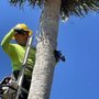 Photo of Carlo’s Tree Service