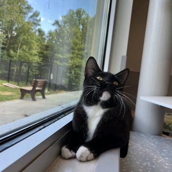 Jacksonville Humane Society - Animal Shelters Near Me - Jacksonville, Florida Jacksonville Humane Society - Animal Shelters Near Me - Jacksonville, Florida