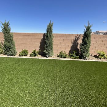 Showready Landscape - Blue point juniper trees with a lime tree in right corner (lemon tree fat left corner). Golden spot and silver queen bushes. - Landscape Architects or Designers Near Me Showready Landscape - Blue point juniper trees with a lime tree in right corner (lemon tree fat left corner). Golden spot and silver queen bushes. - Landscape Architects or Designers Near Me