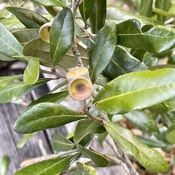 Treaty Oak Park - Parks Near Me - Jacksonville, Florida