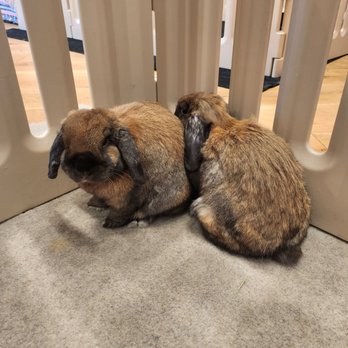 Cuddle Bunny - These two love birds are attached to the hip and love being cuddled - Pet Boarding Near Me - Chicago, Illinois