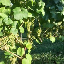 Agriturismo le Aavade - Beautiful grapevine area in this farm agriturismo